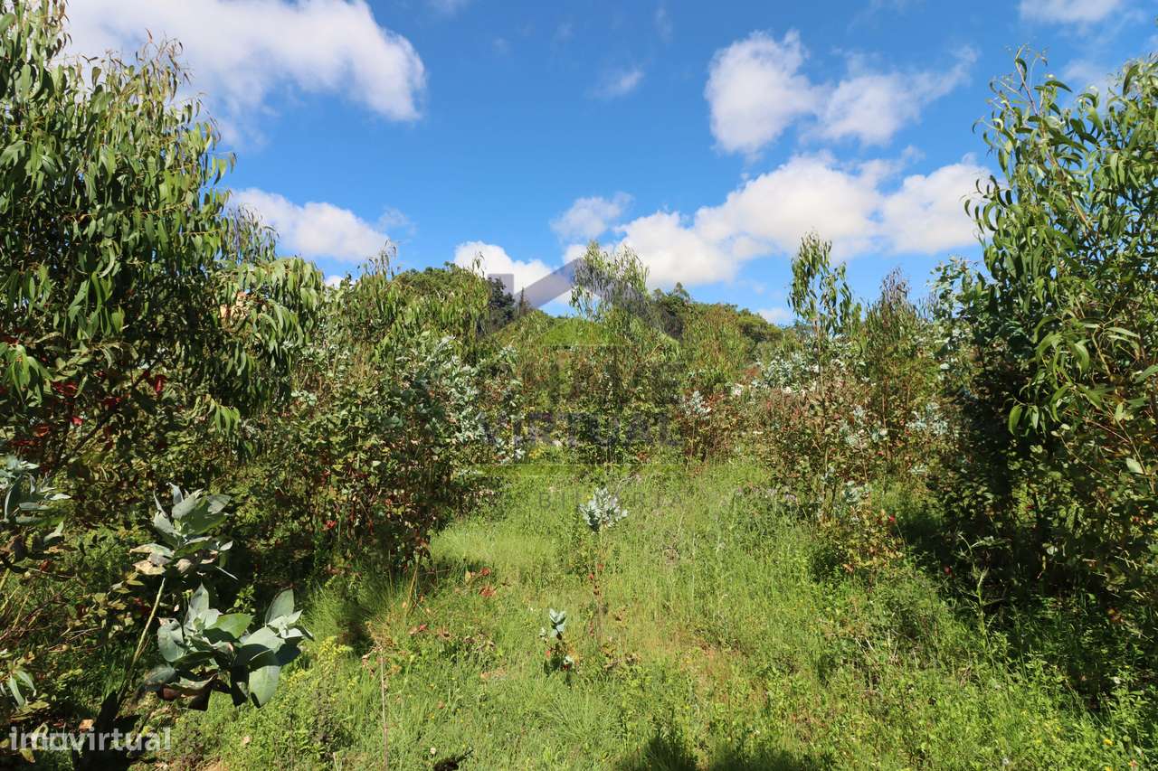 Terreno Rústico c/ 16.520 m2 Reguengo Pequeno - Lourinhã-18