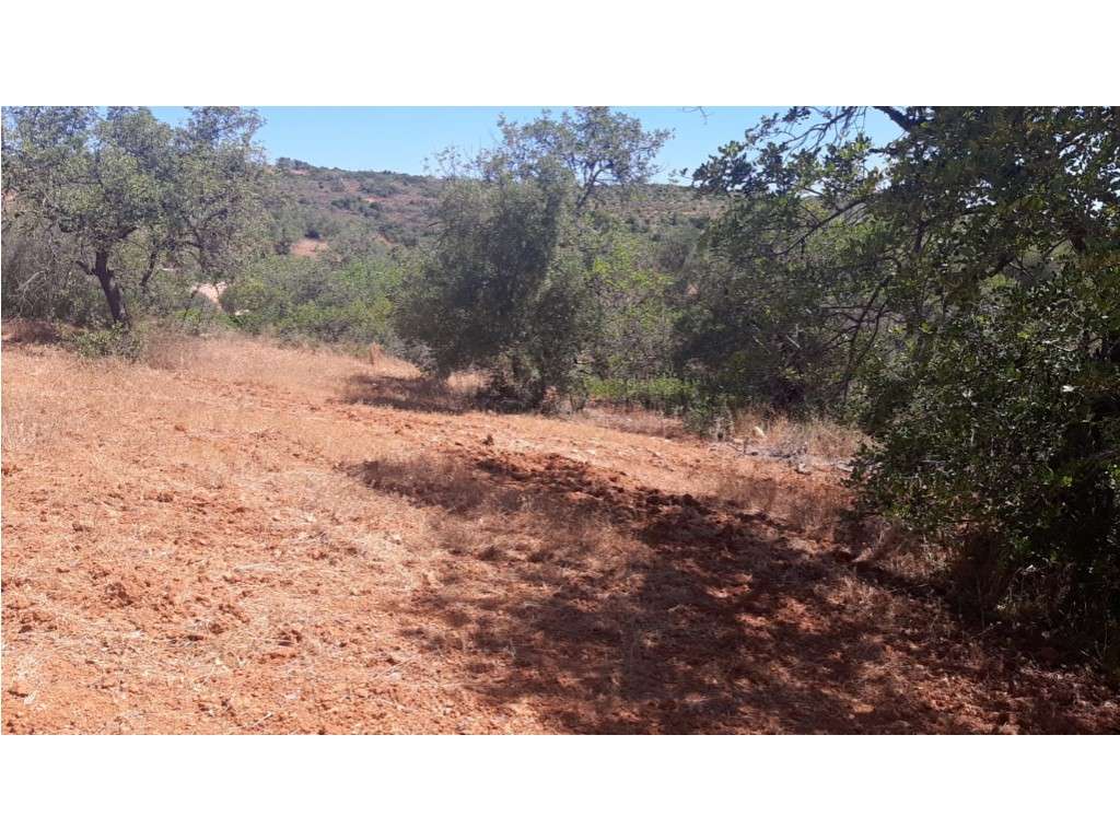 Terreno Rustico - Grande imagem: 4/6