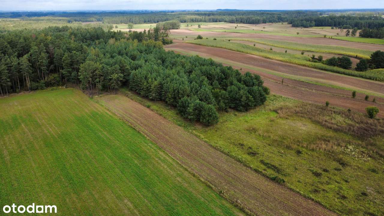 Krasnopol – działka pod lasem w okolicy Jeziora Żubrowo - Pełny obrazek: 5/5