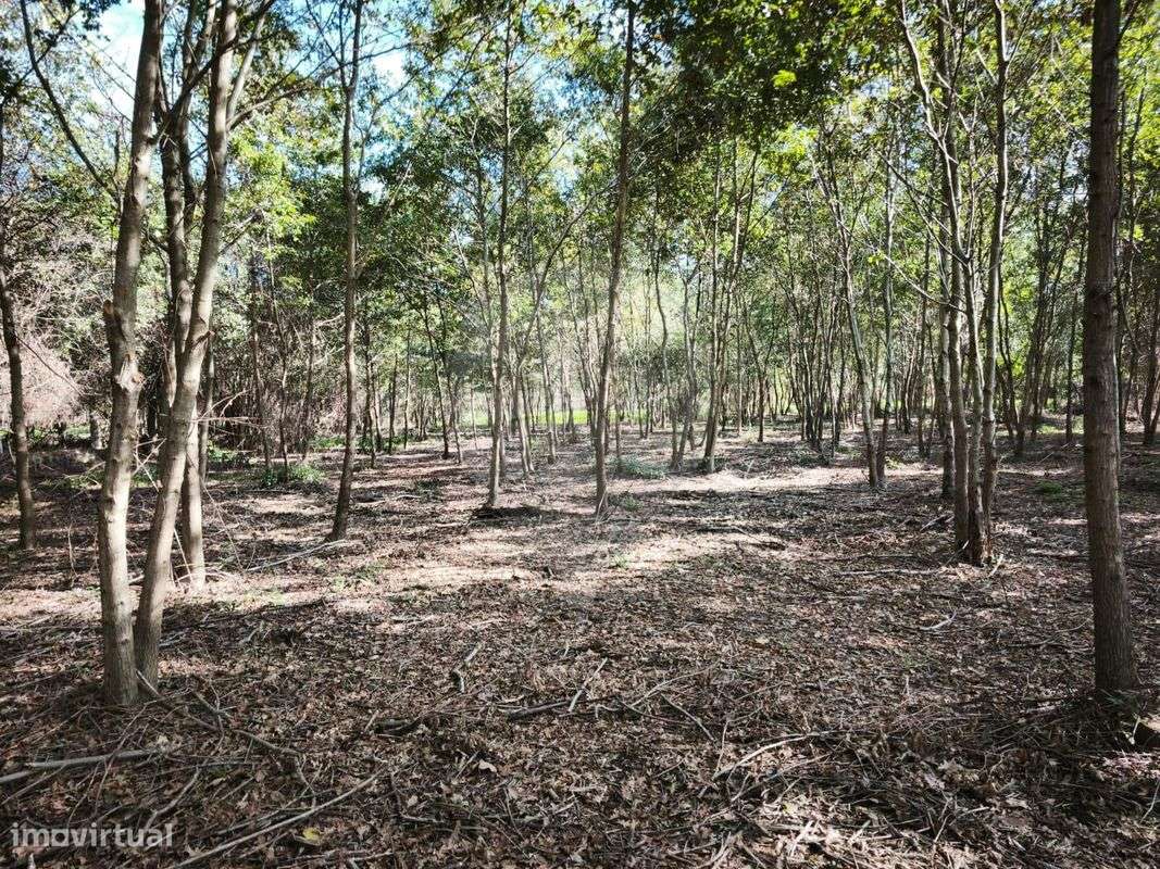 Quinta T0 para venda - Grande imagem: 3/19