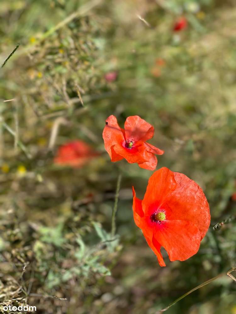 Dwie działki w cenie jednej!  732 m2  + 1300 m2-9