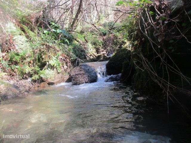 Quintinha para restauro em Ribeiros, Fafe - Grande imagem: 4/30