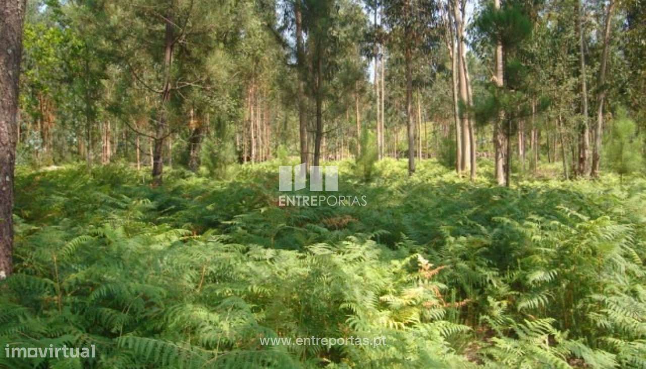 Venda de Terreno, Barroselas, Viana do Castelo - Grande imagem: 5/5