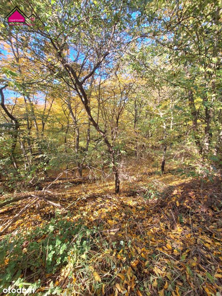 Unikatowa działka dla konesera ciszy i przestrzeni-3