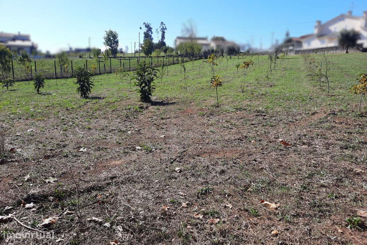 Terreno, Viseu, Mortágua, Mortágua, Vale de Remígio, Cortegaça e Almaç - Grande imagem: 5/5