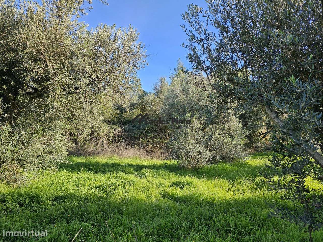 Quinta com grande olival - Grande imagem: 3/16