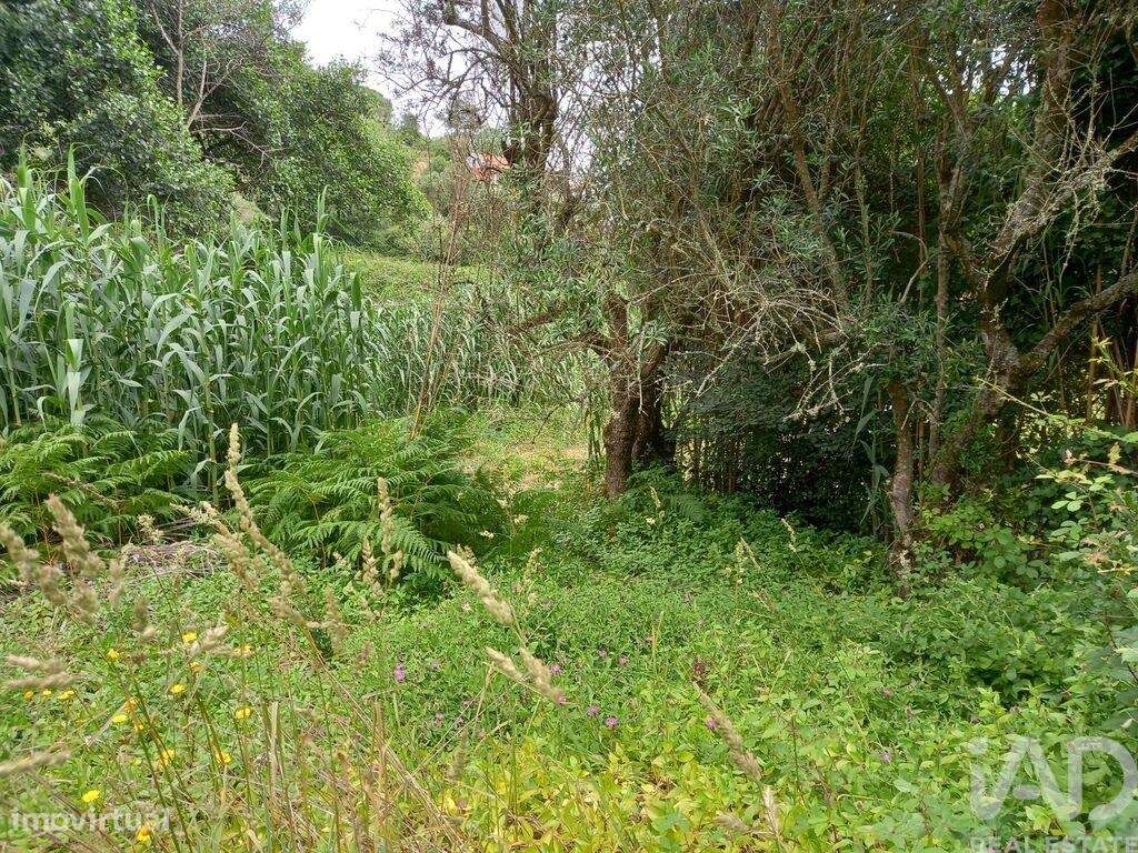 Terreno em Santo Isidoro de 4000,00 m2 - Grande imagem: 4/11