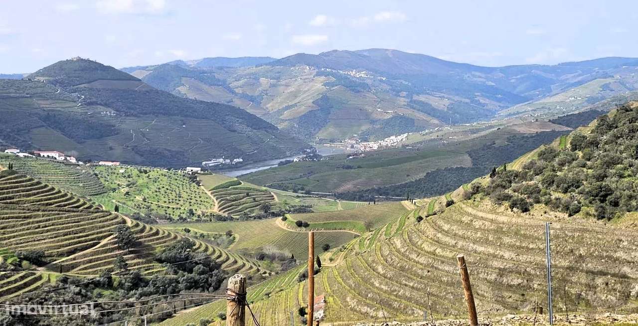 Quinta com 20 Hectares no Douro | Vinha em Produção, Olival e Marca Pr - Grande imagem: 4/20