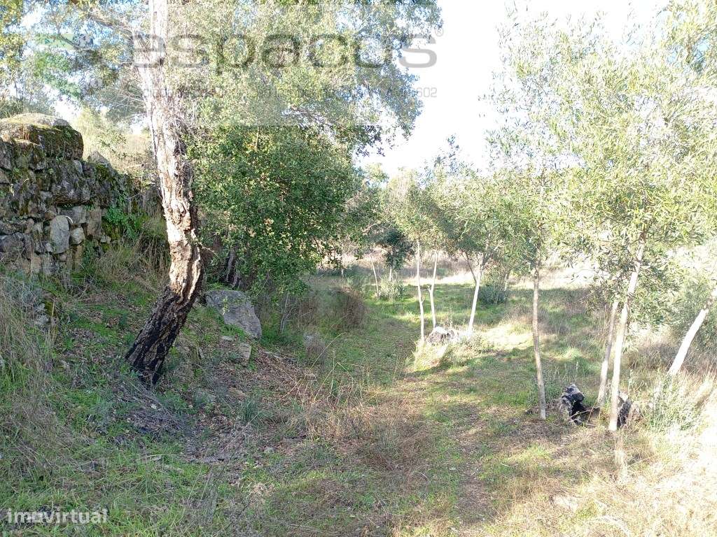 Terreno Rústico a 15 minutos de Castelo Branco-9