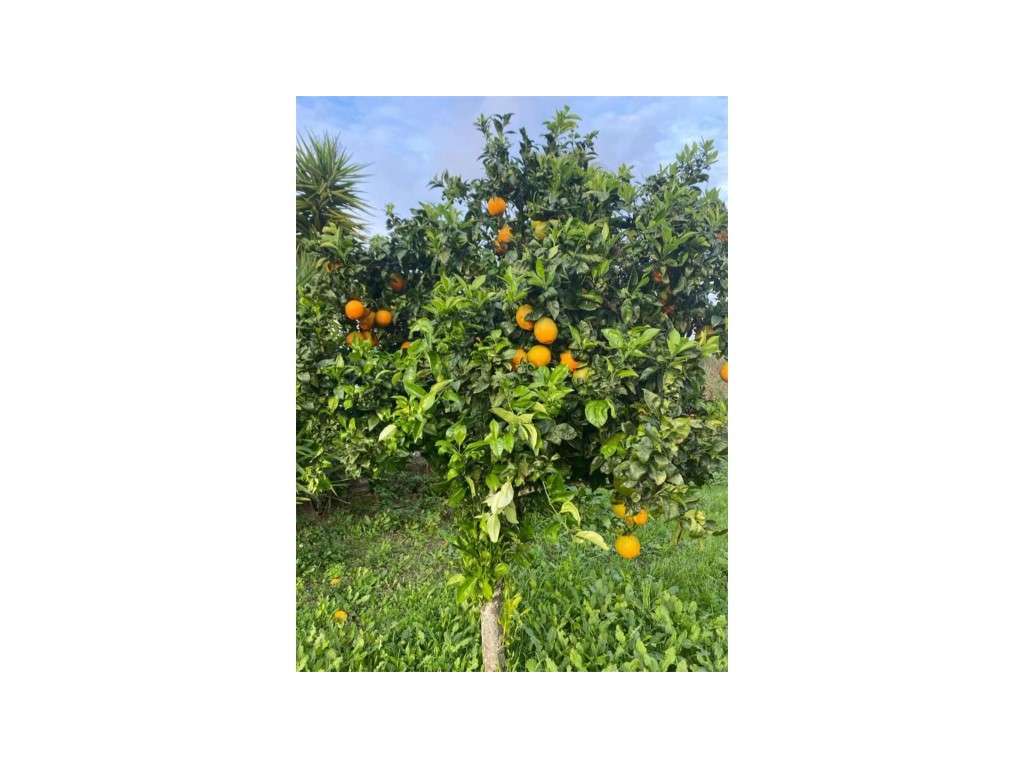 EXCLUSIVO! Quinta com Enorme Potencial no Coração do Alentejo Um Re...-30