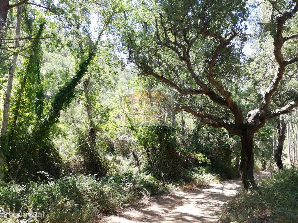 Terreno em São Francisco da Serra a 15 minutos da praia e da aldeia... - Grande imagem: 4/13