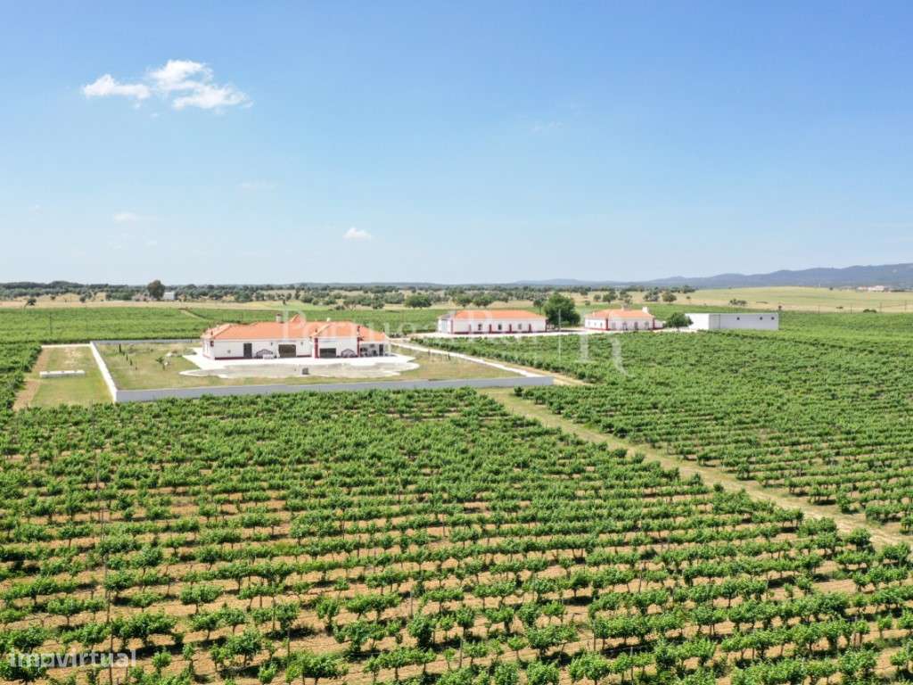 Herdade de vinha com 36 ha e agro-turismo no Alentejo - Grande imagem: 4/56