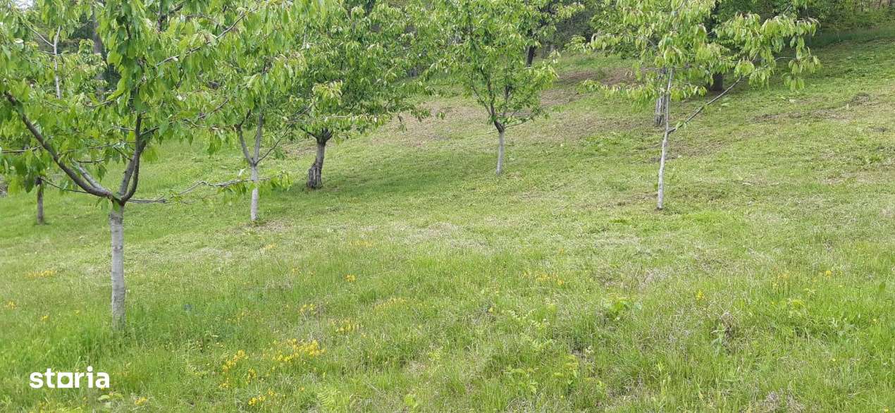 Teren extravilan de vanzare – Stanesti, 3.861 mp, livada de ciresi-7