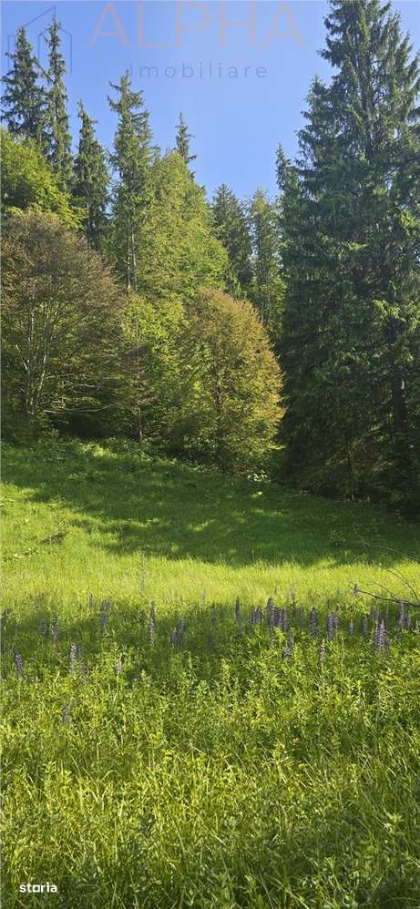 Teren intravilan de vanzare in Colibita - Imagine principală: 4/6