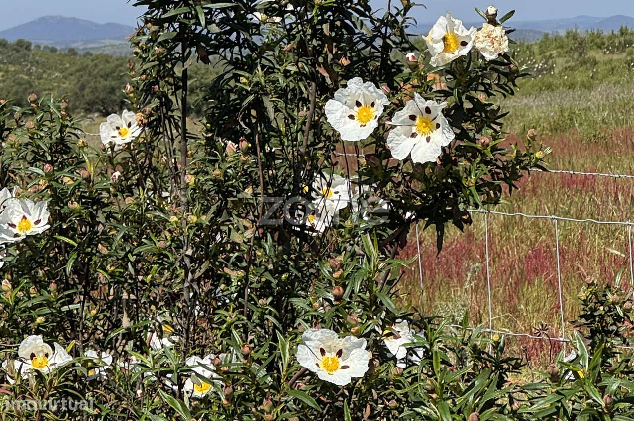 Herdade Vale do Guadiana 25HA-18