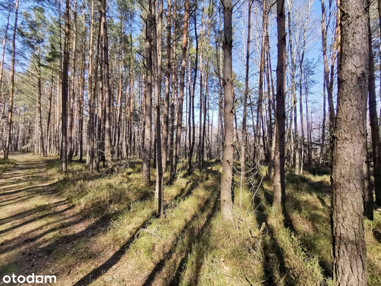 Łąka, lasy - młodnik, część starszych drzew 40-50