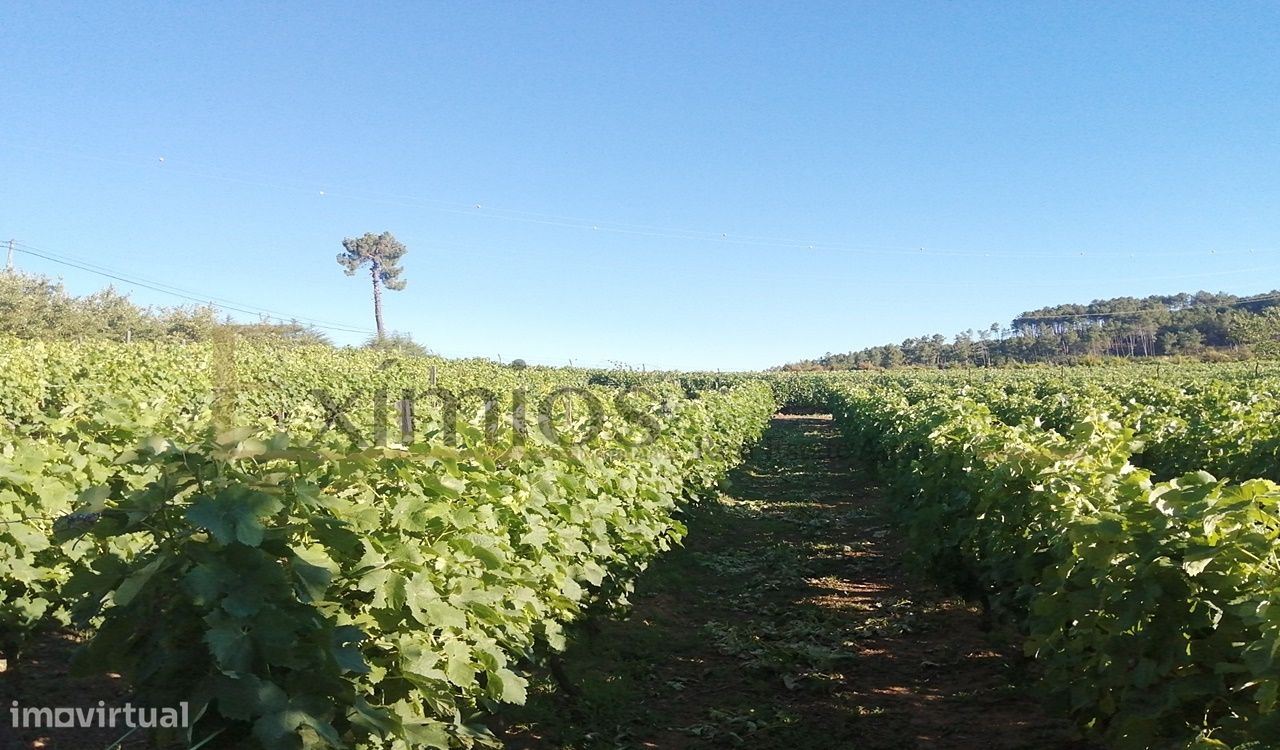 Quinta com produção de vinho e árvores de fruto, em Guiães