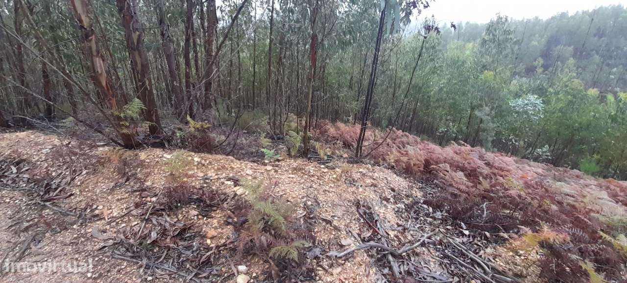 Terreno perto do Rio na Serra da Pombeira - Grande imagem: 5/8