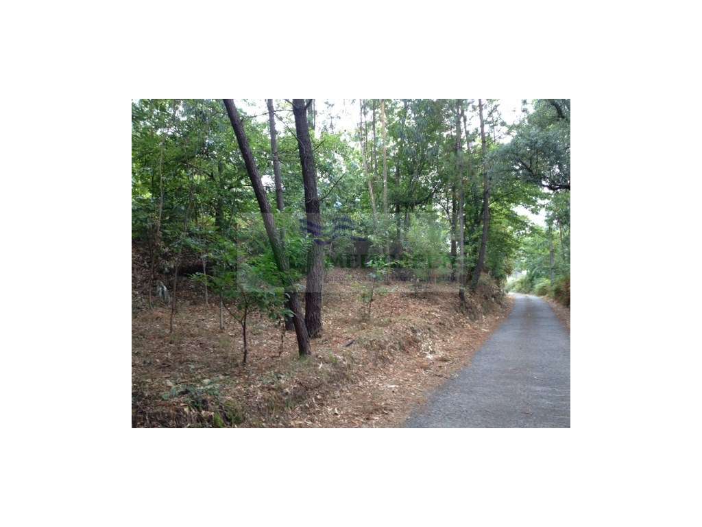 TERRENO AGRÍCOLA COM CANASTRO - Grande imagem: 4/4