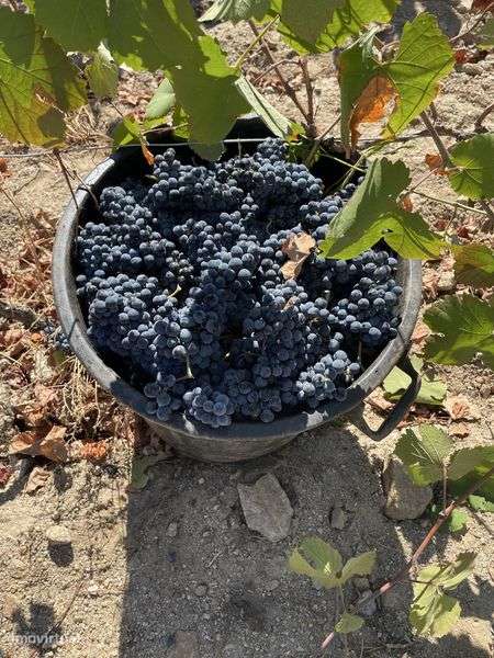 Quinta perto de Freixo de Numão - Grande imagem: 5/6