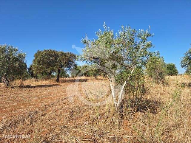 Olival em Portel - Grande imagem: 4/9