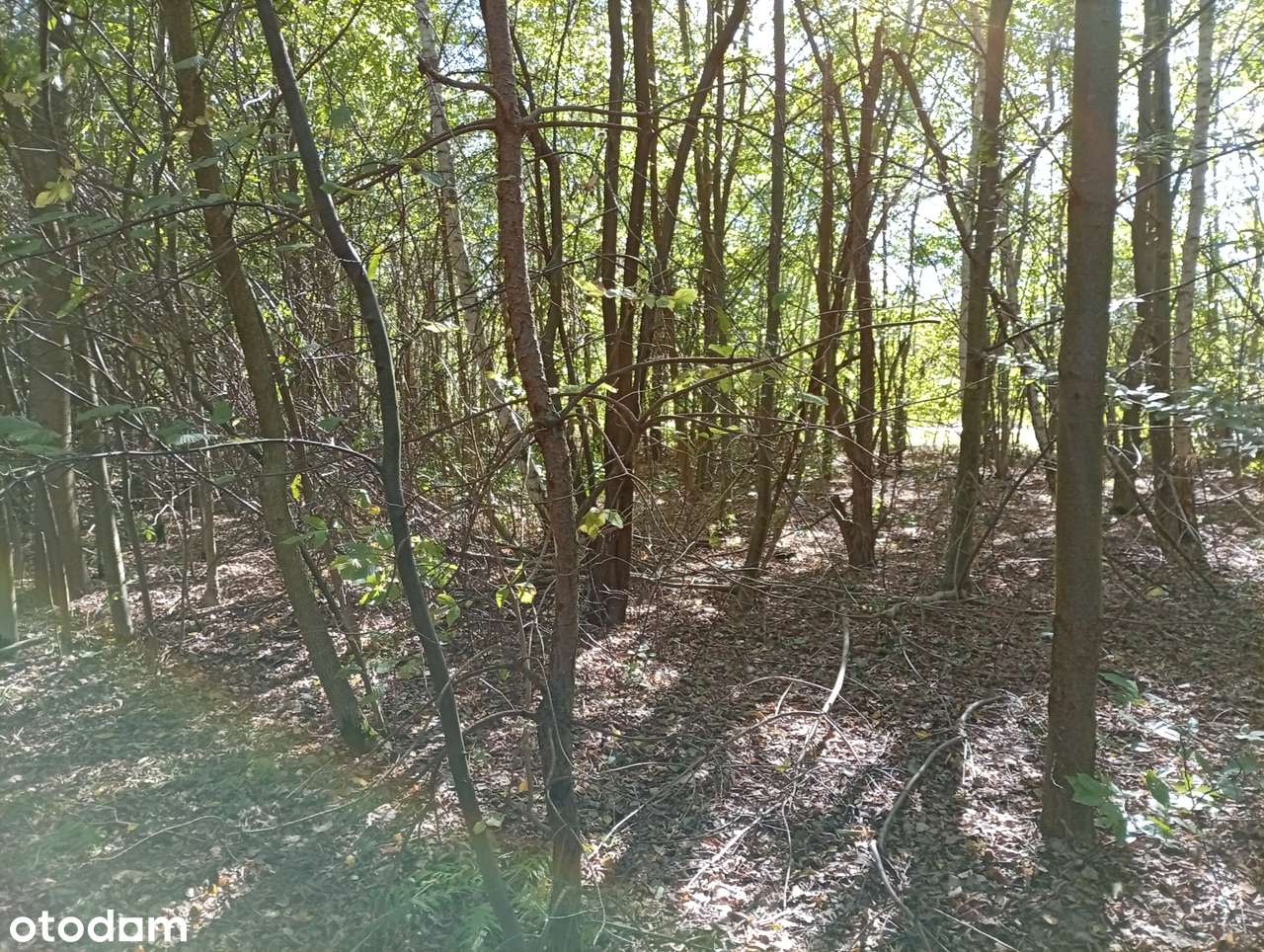 Działka grunty rolne/las w atrakcyjnym krajobrazowo miejscu - Pełny obrazek: 4/4