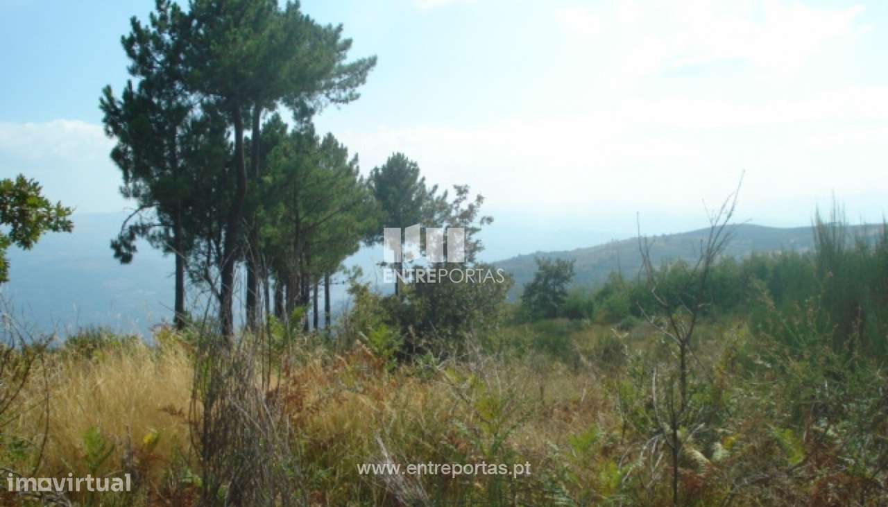 Venda Terreno, Gestaçô, Baião - Grande imagem: 4/4