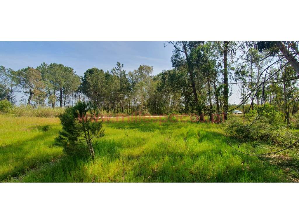 Terreno Gaveto com Estrada Nacional - Grande imagem: 2/31