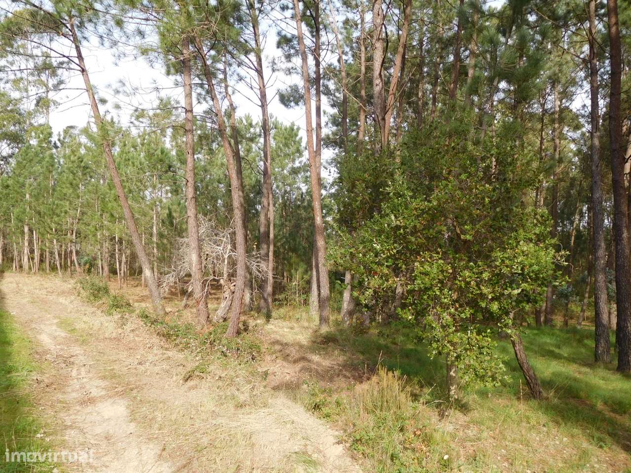 Terreno / Construção / Armazém / Barosa / Leiria - Grande imagem: 2/12