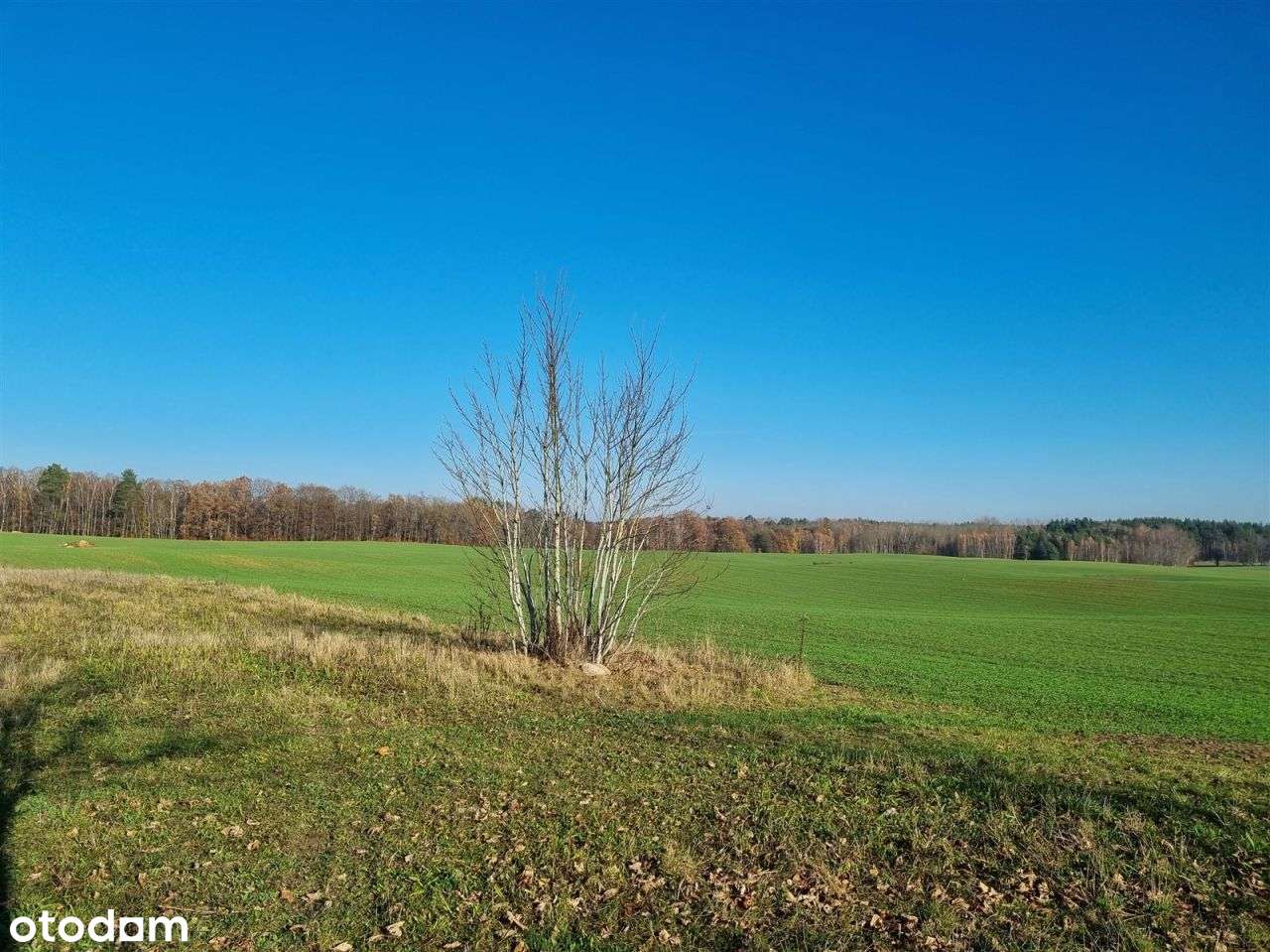 Działka siedliskowa - Krągi - Pełny obrazek: 5/20