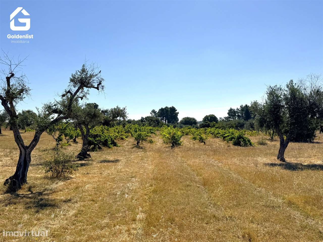Quinta  Venda em Lardosa,Castelo Branco-27