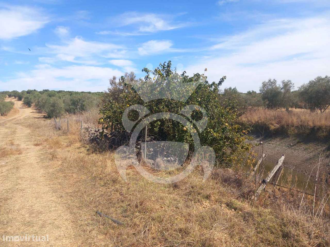 Olival tradicional com dependência agrícola - Vale de Vargo-26