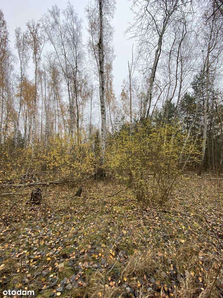 Duża działka rolno - leśna - Pełny obrazek: 5/18