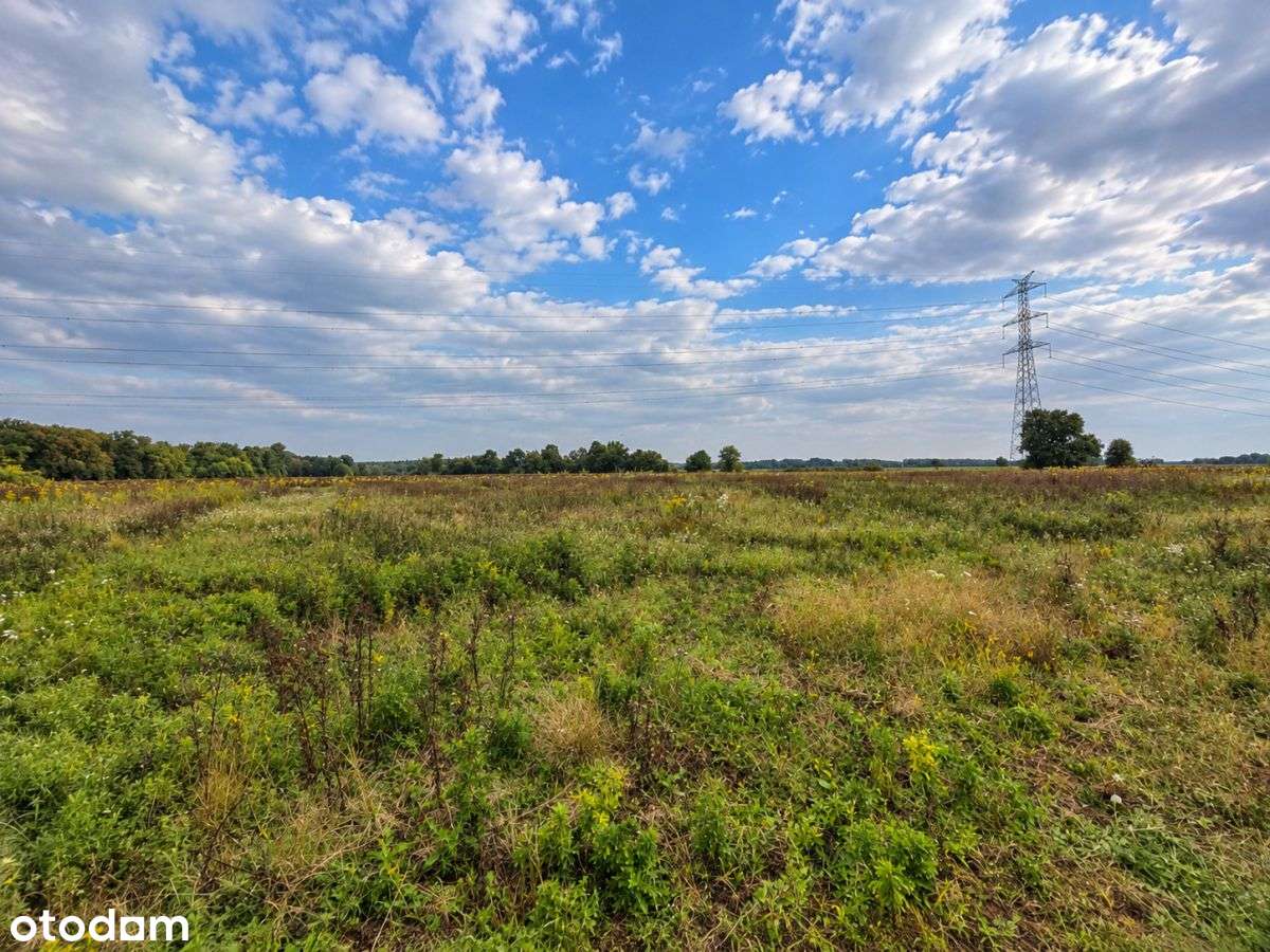 6500 m² w Zaborze Wielkim – las, przestrzeń, WZ-3