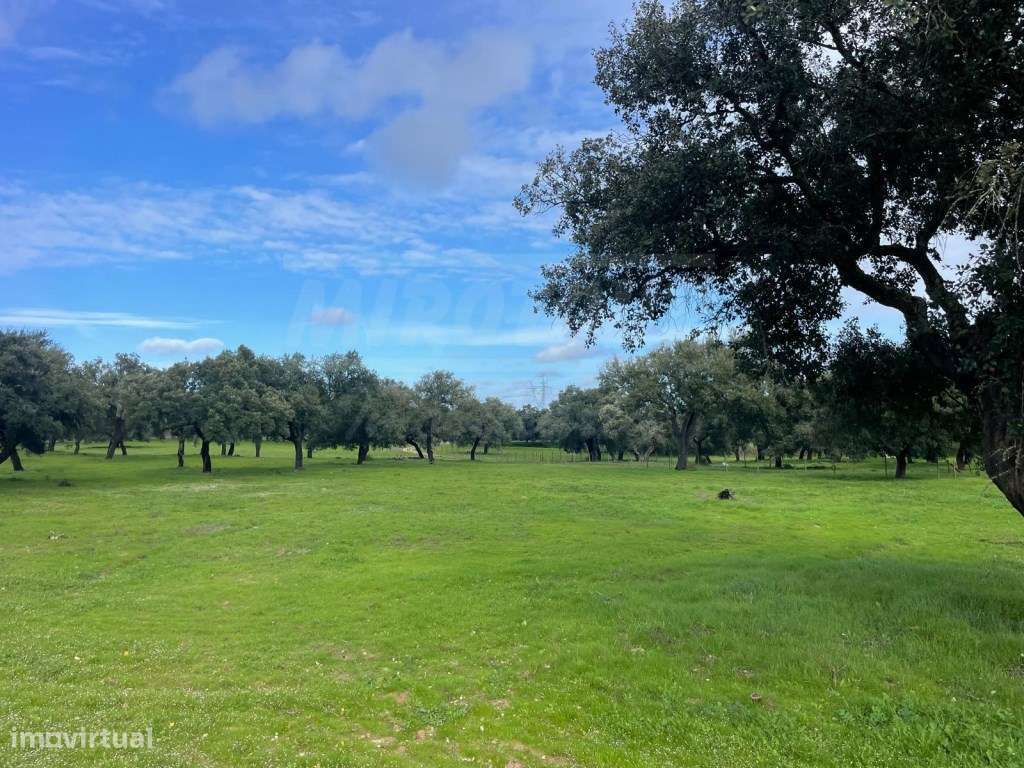 Propriedade Rústica com 11 Hectares junto a Canhestros-12