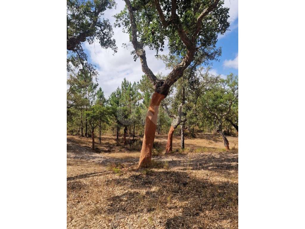 Terreno 14 HECTARES COM SOBREIROS E PINHEIROS-18