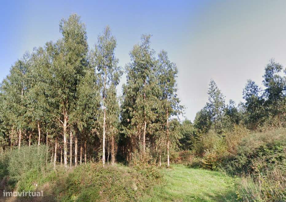 Terreno florestal com área total de 5.400m2 em Alheira - Barcelos - Grande imagem: 4/5