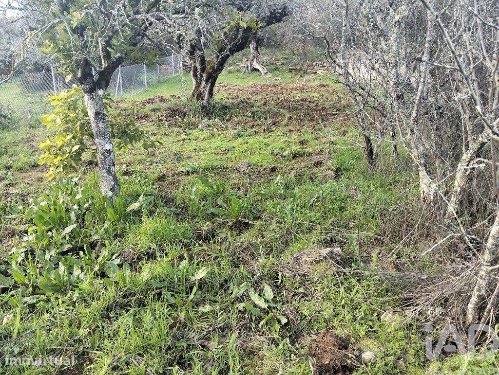 Terreno Agrícola em Chãos - Grande imagem: 5/16