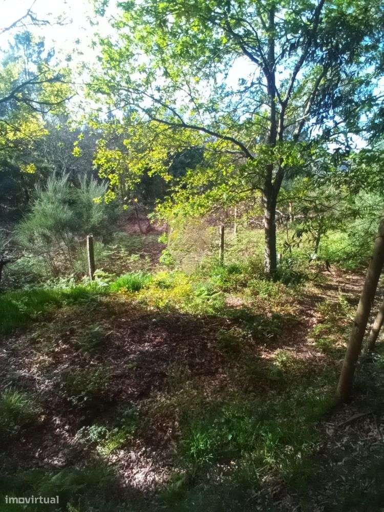 Terreno Rústico com 800 m² - Fonte Arcada - Grande imagem: 3/7