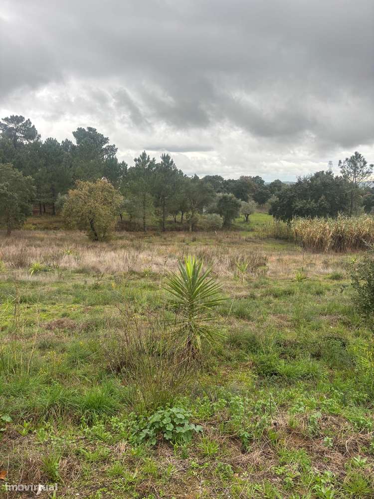 Vende-se terreno rústico com caravana – zona de Tomar - Grande imagem: 3/16