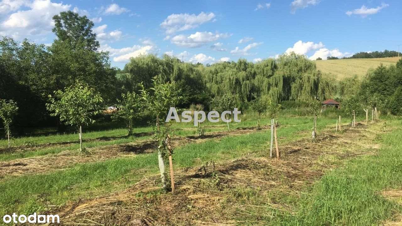 Działka budowlana w Wiśniowej k. Iwierzyc 9100m2 - Pełny obrazek: 5/20