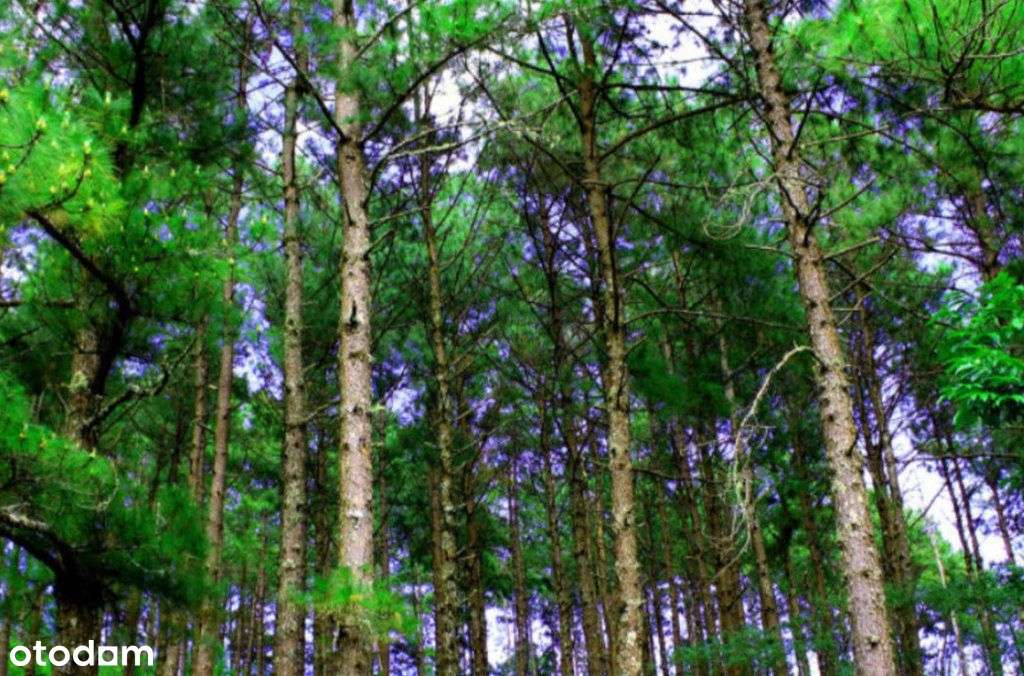 Okazja Mpzp pod Lasem blisko Książenic-0