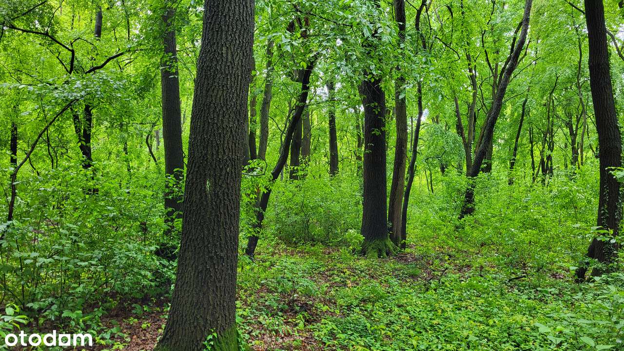 Sprzedam Las - Pełny obrazek: 4/5