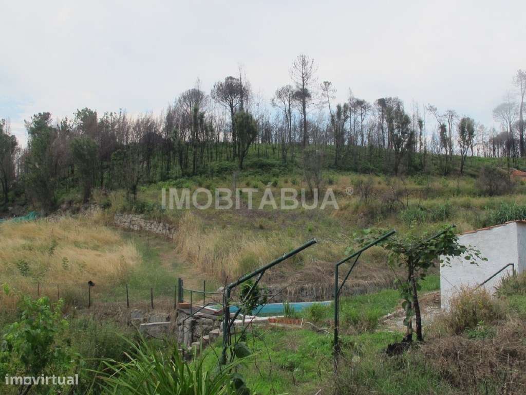 Quinta de Mirtilos com mais de 3 Hectares, localizada perto de Tondela-7