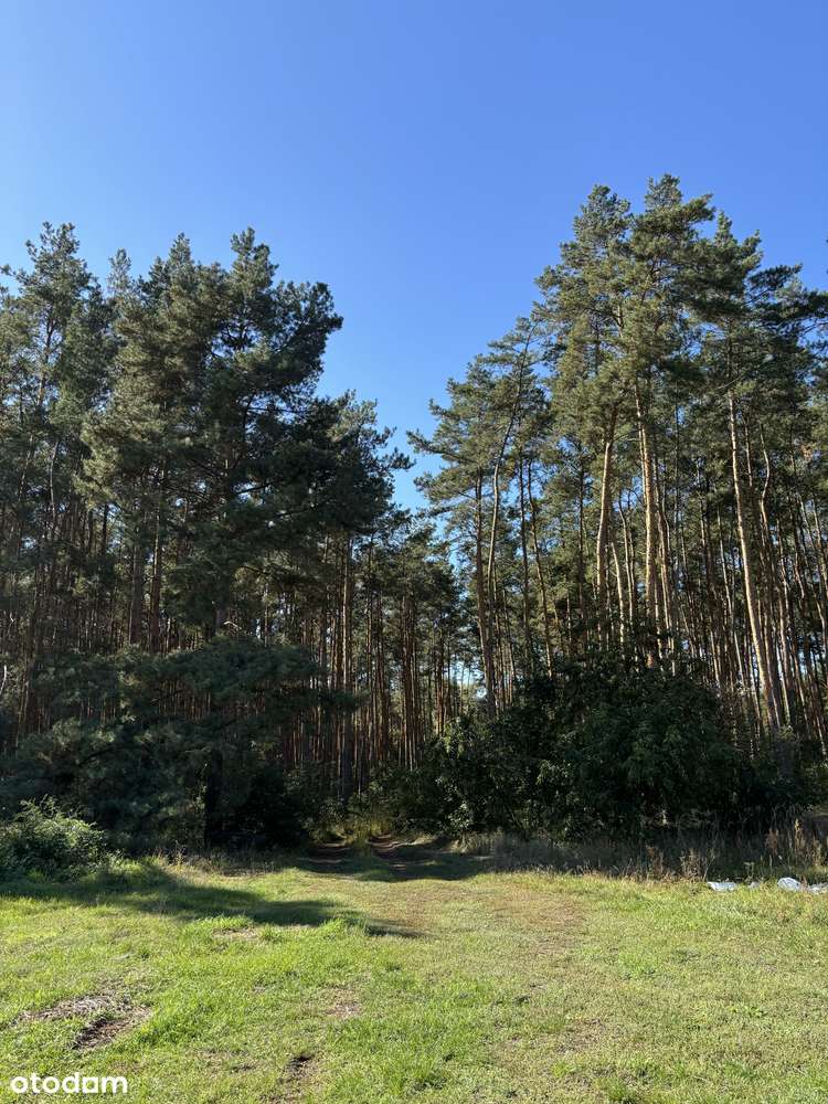 Działka leśna 2,35 ha, Kaszczor, pow. wolsztyński-1