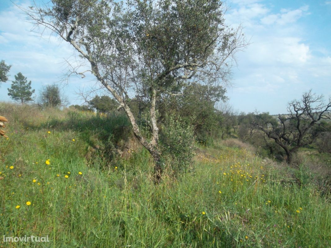 Quintinha a 10 km de Castelo Branco