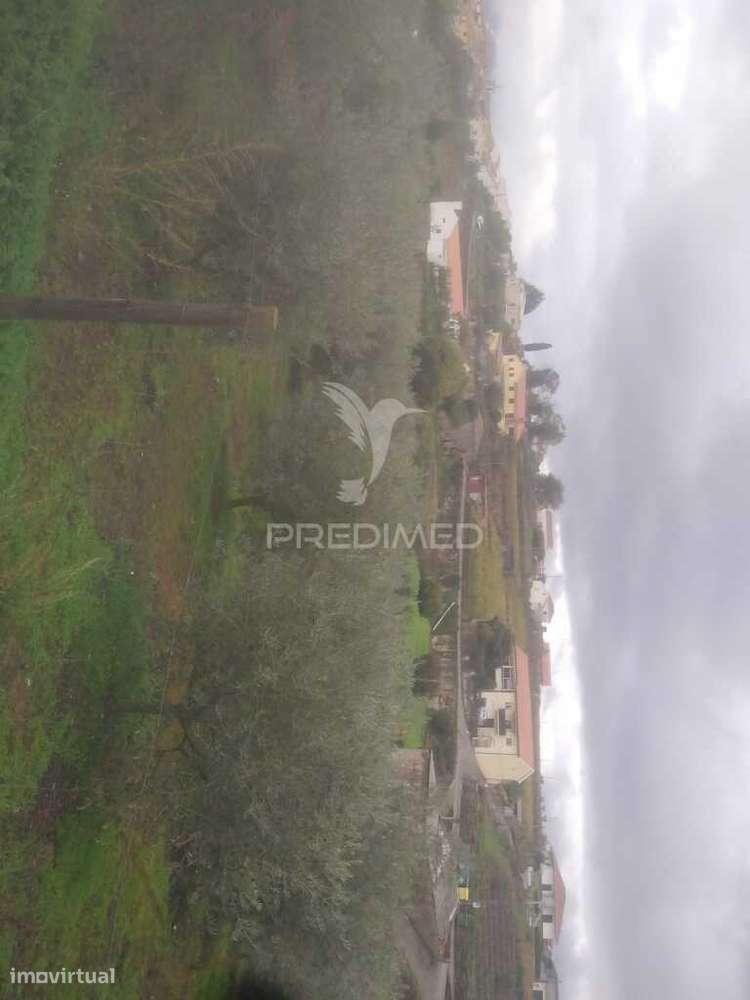 Terreno/Olival com Viabilidade de Construção - Grande imagem: 4/20