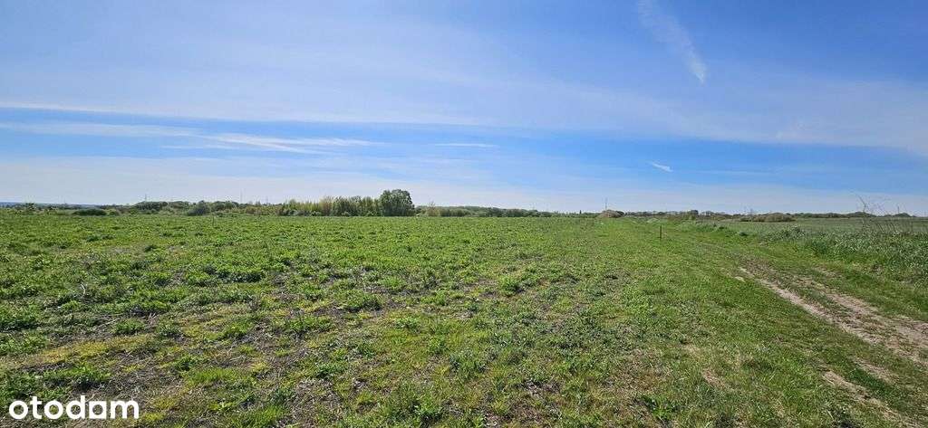 Działki W Skolwinie – Zieleń, Cisza, Potencjał !!!-2