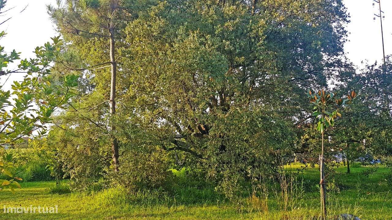 Quintinha com Mata secular-9