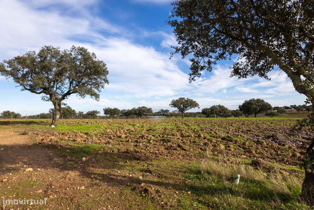 Herdade Alentejo-37